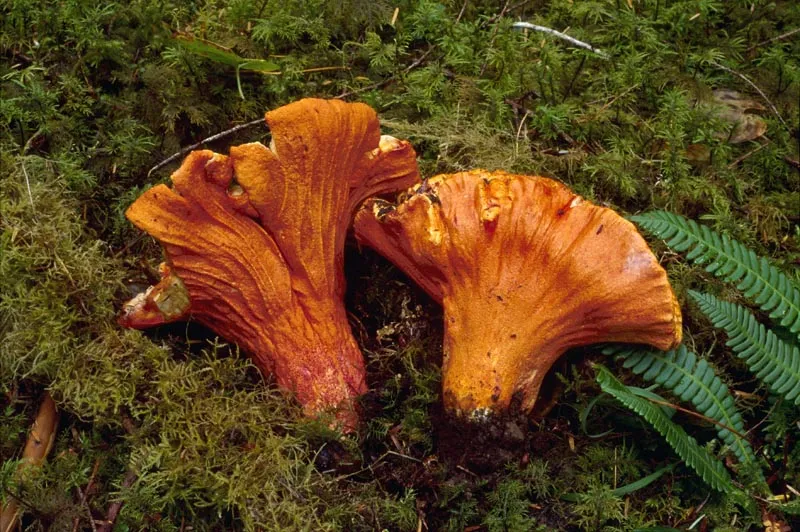 Two Lobster Mushrooms on moss.  